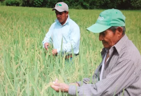 Panamá avanza en investigaciones para el uso de biocontroladores de plagas del arroz