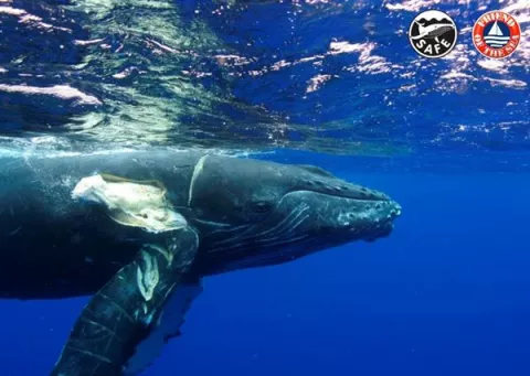 Un certificado para evitar que mueran las ballenas al chocar con las embarcaciones 