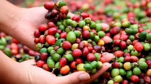 Evalúan vulnerabilidad de cafetales en Centroamérica