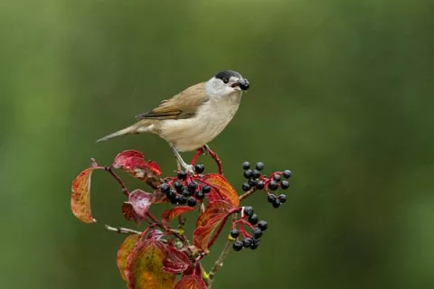 El cambio climático amenaza la dispersión de las plantas que hacen las aves