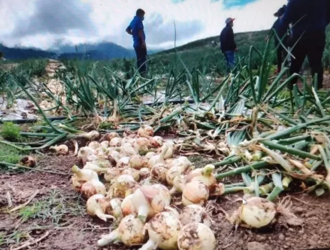 Aumenta producción de cebolla en el distrito de Tierras Altas, provincia de Chiriquí