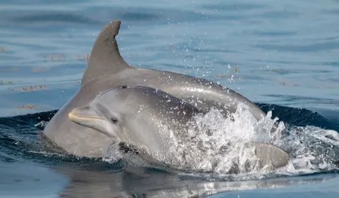 Ciencia. ¿El ruido de los botes afecta a los delfines?