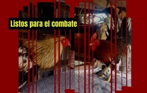 Los gallos desempolvan las espuelas y regresan al ruedo