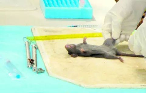 Hantavirus cobró su primera víctima del año; casos en Panamá ascienden a 11