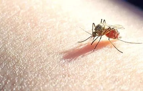 Panamá registra 1,506 casos de malaria en lo que va del 2021