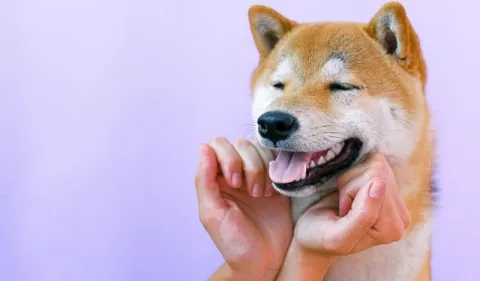 Beneficios de los masajes para perros