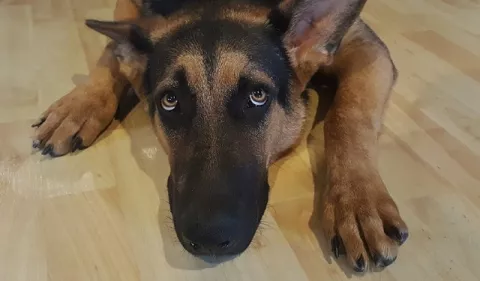 Mascotas: ¡Ojo con las quemaduras!