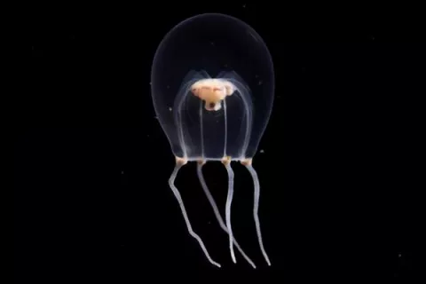 Identifican una nueva especie de medusa y la nombran como el atuendo nupcial japonés