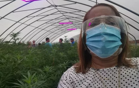 Minsa participa de seminario sobre manejo y uso de la planta cannabis sativa