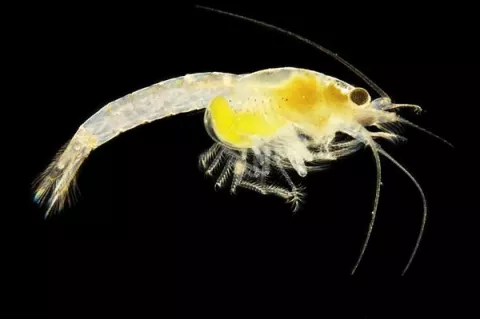 Descubren en el zoo de Viena una especie nueva de crustaceo