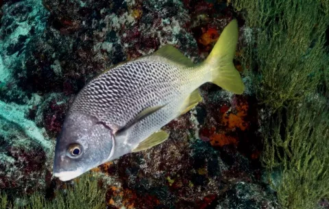 Descubren dos nuevas especies de peces en Galápagos y el Pacífico Este Tropical
