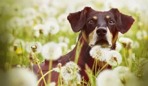 ¡Cuidado con la alergia canina!