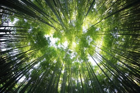 PNUD: Decenio sobre la Restauración de los Ecosistemas busca replantar el planeta