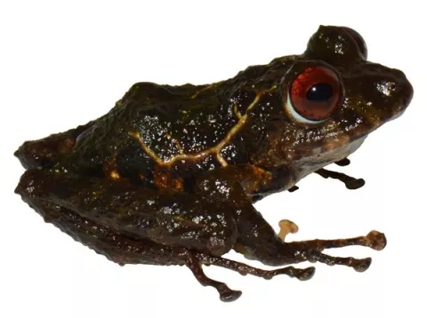 Una nueva especie de rana en Ecuador es nombrada 'ledzeppelin' 
