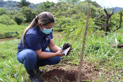 Para proteger fuentes hídricas reforestan más de 10 hectáreas en la provincia de Chiriquí 