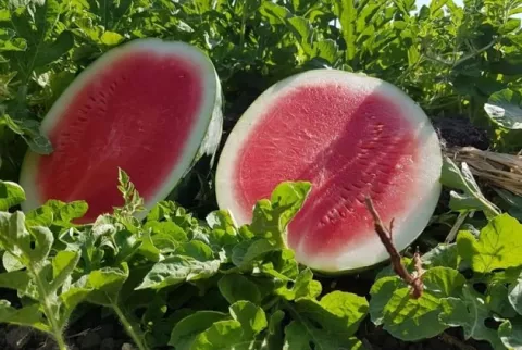 Agroexportaciones generan cerca de $100 millones en los cinco primeros meses del año