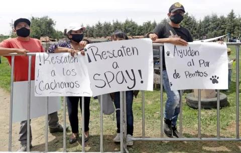 Salvan a Spay y Spike, los perros que fueron engullidos por el socavón de México