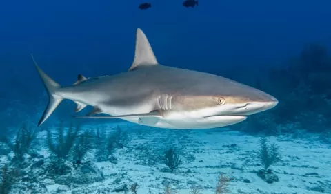 Educan para mejorar la imagen de los tiburones
