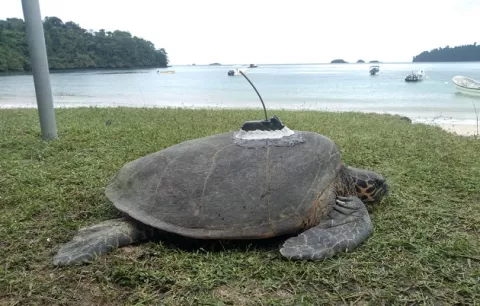 MiAmbiente anuncia que más de un millón de tortugas han nacido en las playas de Panamá en 10 años