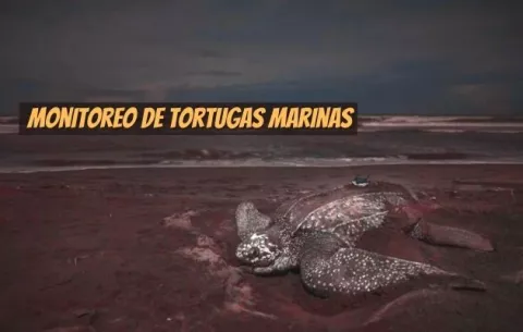 Monitoreo con transmisor satelital es esencial para la protección de las tortugas marinas 