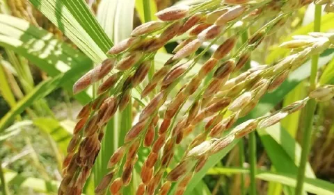 Estrategias de conservación de arroces criollos
