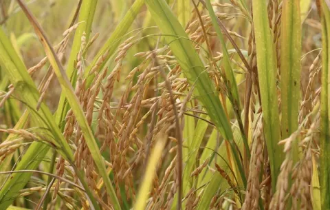 Mida sostiene conversaciones con productores  para evitar aumento en el precio del arroz