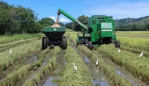 Gobierno Nacional aumenta pago de subsidio a los arroceros 