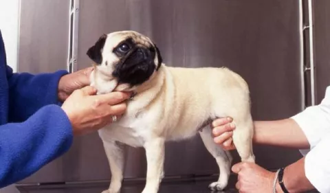 ¡Cuidado con la artritis canina!