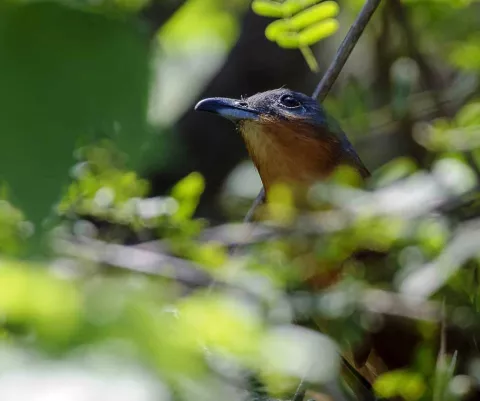 Científicos confirman inusual aparición de ave sureña en el Parque Nacional Sarigua 