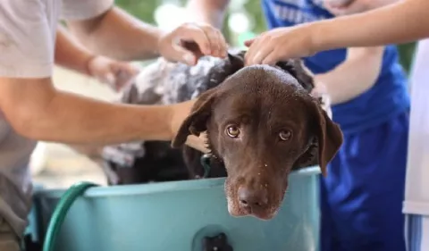 ¿Cada cuánto tiempo puedo bañar a mi perro?