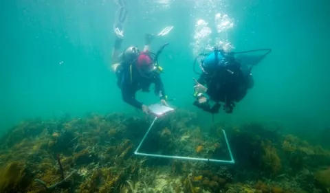 Los bosques de manglares  pueden servir como refugios de coral
