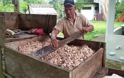 Panamá apuesta por exportar tres nuevas variedades de cacao orgánico blanco con calidad de gourmet