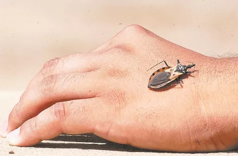 Mal de Chagas, la enfermedad de la pobreza está vigente en Panamá