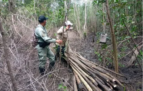 MiAmbiente realiza operativo dentro del área protegida de Bahía de Chame ante tala ilegal de mangle