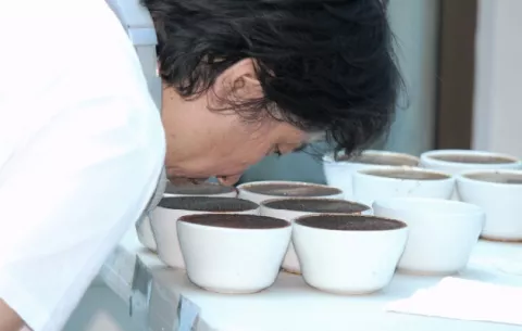 Todo listo para el 'Best Of Panama' con la catación de café por jueces nacionales