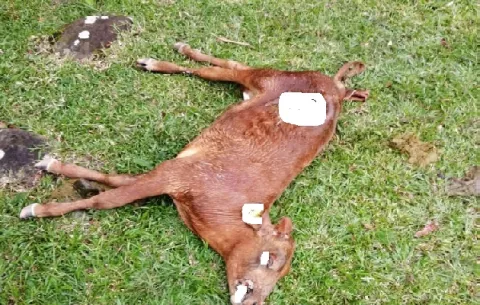 Ganaderos de Boquerón registran serias pérdidas por el ataque de perros callejeros a sus novillos