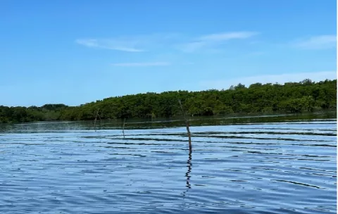 Investigan la instalación de estacas de mangle para la pesca ilegal en un área protegida de Chiriquí