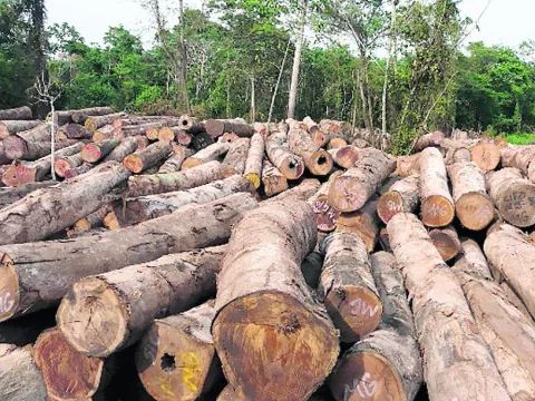 Urge aprobar proyecto de ley que aumenta penas en Panamá por los  delitos ambientales