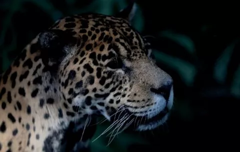 Conflictos entre humanos y vida silvestre causa la muerte del 75% de felinos