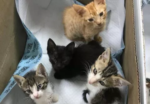 Ministerio Público investiga maltrato de 14 gatos en San Miguelito