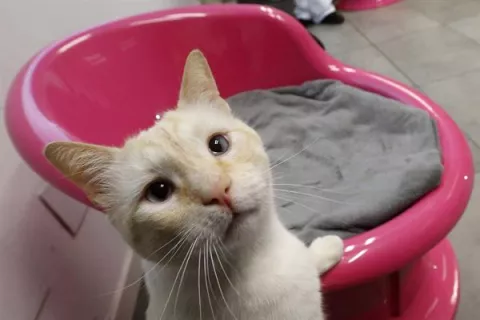 Los gatos pueden contraer la covid-19 por dormir en la cama de su dueño 