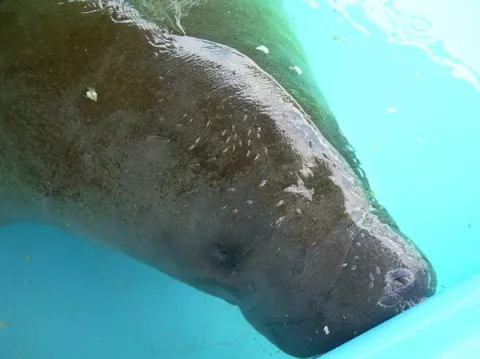 Mueren 841  manatíes en Florida hasta julio, la cifra más alta de su historia