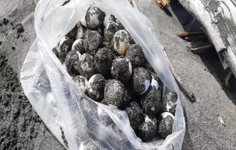 Detienen a un hombre por saquear un nido de tortuga Lora en playa La Barqueta, Alanje