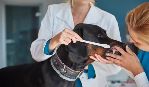 ¿Cómo cuidar la salud bucodental de su perro?