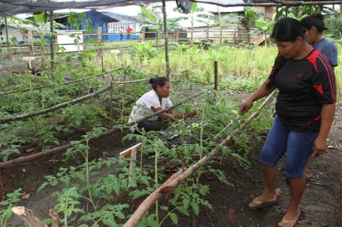 Agricultura familiar, la apuesta del sector agropecuario para combatir la pobreza en Panamá
