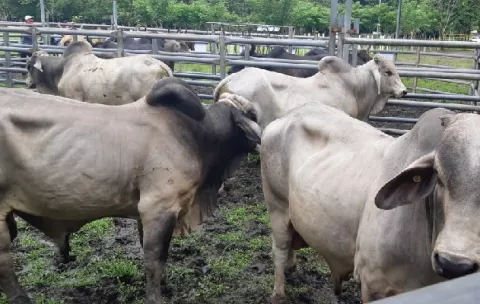 Pequeños y medianos ganaderos de Veraguas adquieren toros con alto potencial genético