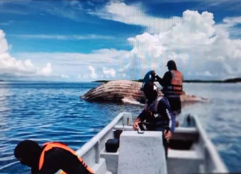 Una segunda ballena jorobada muere en playa El Cirial cerca a Isla Iguana
