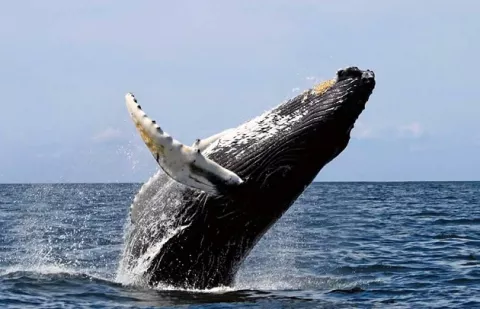 Canal de Panamá delimita tráfico y velocidad de buques para cuidar ballenas