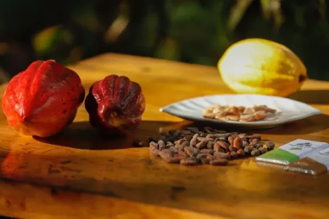 El cacao  entre los 50 mejores del mundo 