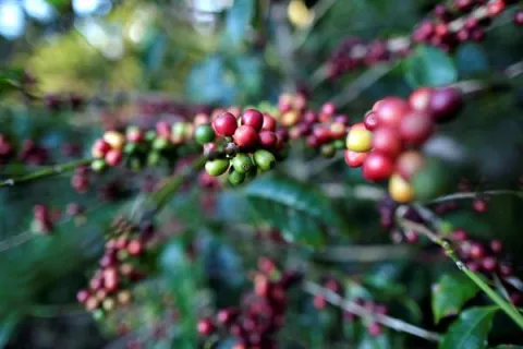 Geisha, el café de Panamá con precio récord, reina en una cata internacional
